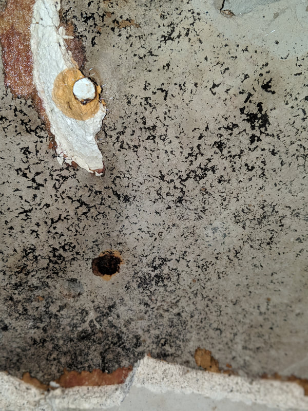 example of black mold.