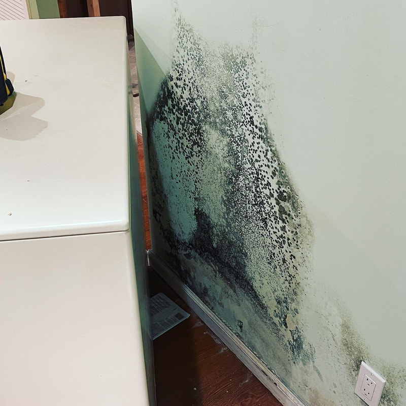 MOLD BEHIND CABINET