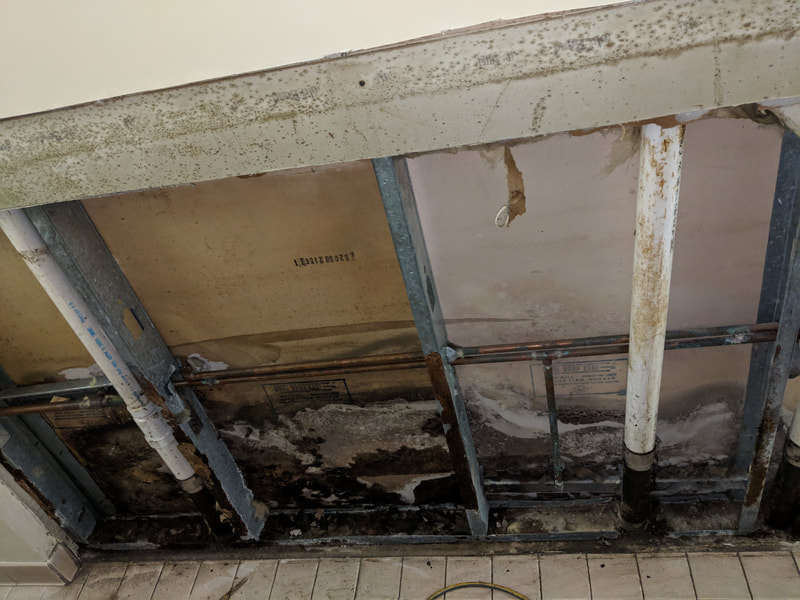 Black mold removal 